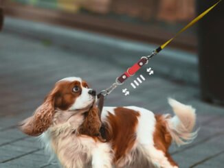 Flipy Mini: Küçük Köpeklerin Ani Çekişlerini Lastikle Yumuşatan Yerli Tasma Eki - Marka Hikayeleri